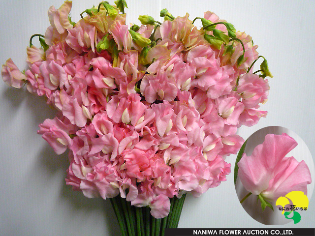 Lathyrus odoratus Pastel Pink.jpg